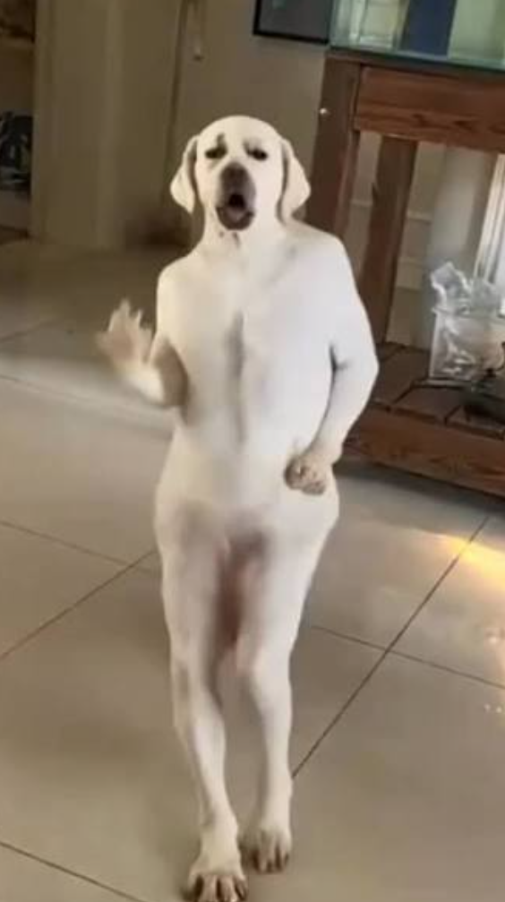 A white labrador standing on two legs and dancing